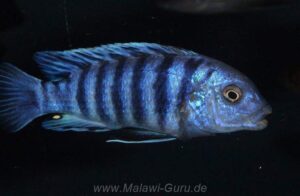 Labidochromis zebroides 'Masimbwe Island'